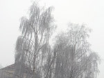 Weide