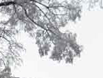 Baum