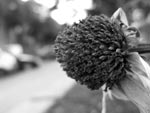 Verdorrte Blume am Straßenrand Verdorrte Blume am Straßenrand