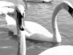 Schwan Fütterung 2 Schwan Fütterung 2
