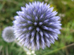 Distel