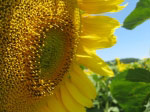 Sonnenblume